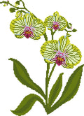 Green Orchid Large - Digital Needlepoint Chart
